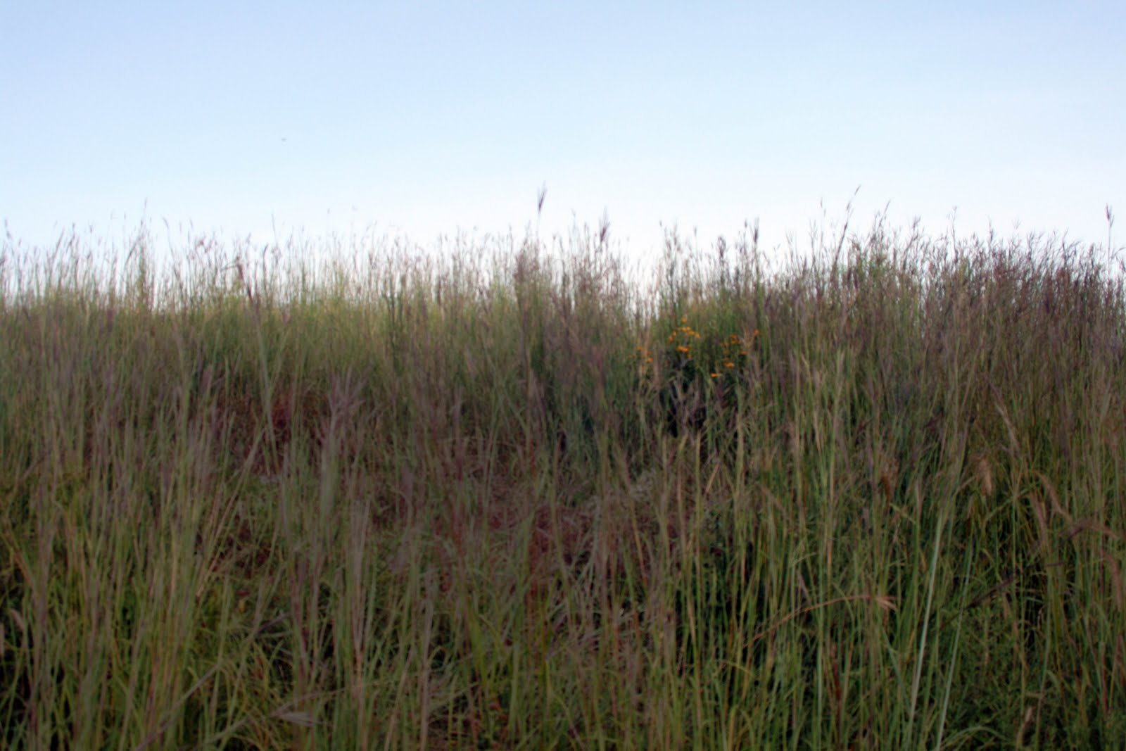 Sara Thompto Photography Location 4 Brown Deer Golf Course