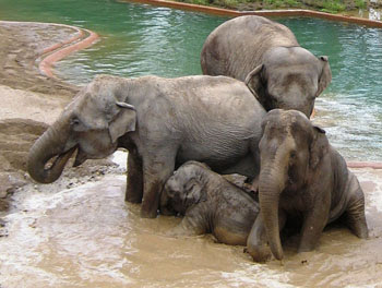Copenhagen Zoo