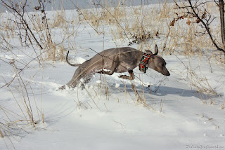 Italian Greyhounds winter