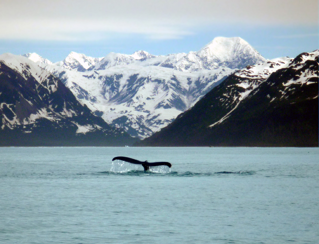 Northwest Explorer Yakutat Bay 2012