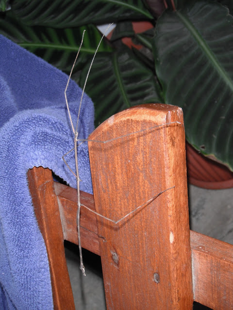 stick bug Guatemala