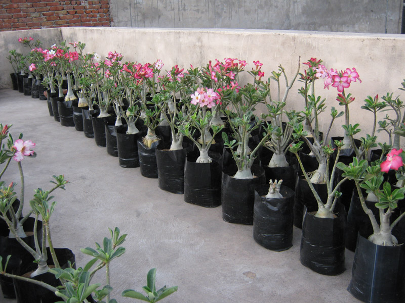Jaipur Nursery / jaipur bonsai nursery / bonsai jaipur Bonsai Adenium