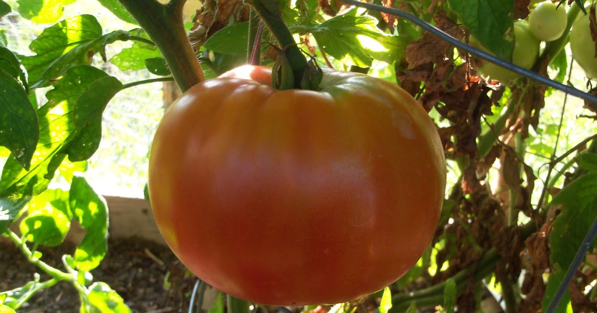 Tomato Park's Whopper Hybrid ( How To Grow ) Garden The Easy Way