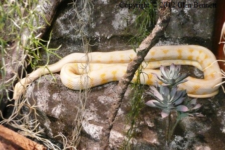 reptile-carpet.jpg