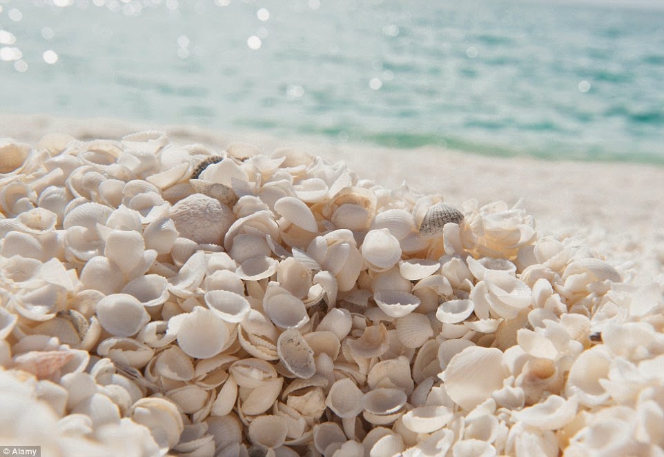 اكتشف الشواطئ الأكثر غرابة في العالم 1410019992176_wps_27_DBCNRA_Shell_Beach_at_Sha%5B1%5D
