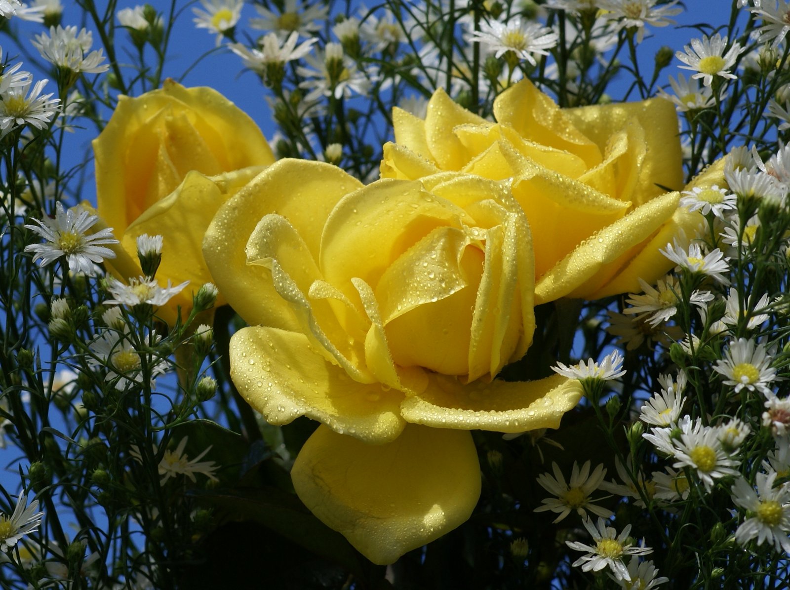 Imágenes de lindas rosas amarillas imagenes gifs - Imagenes De Rosas Hermosas Amarillas