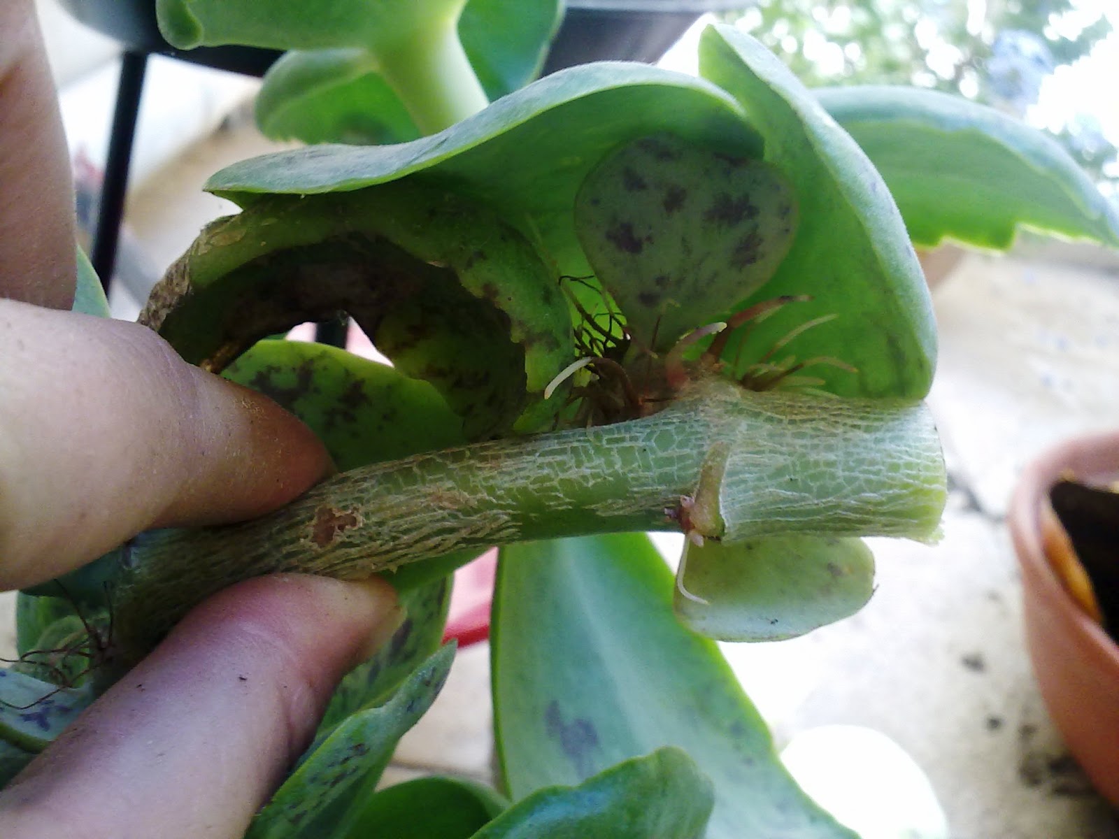 How To Propagate a Kalanchoe Marmorata Green Patches Mediterranean