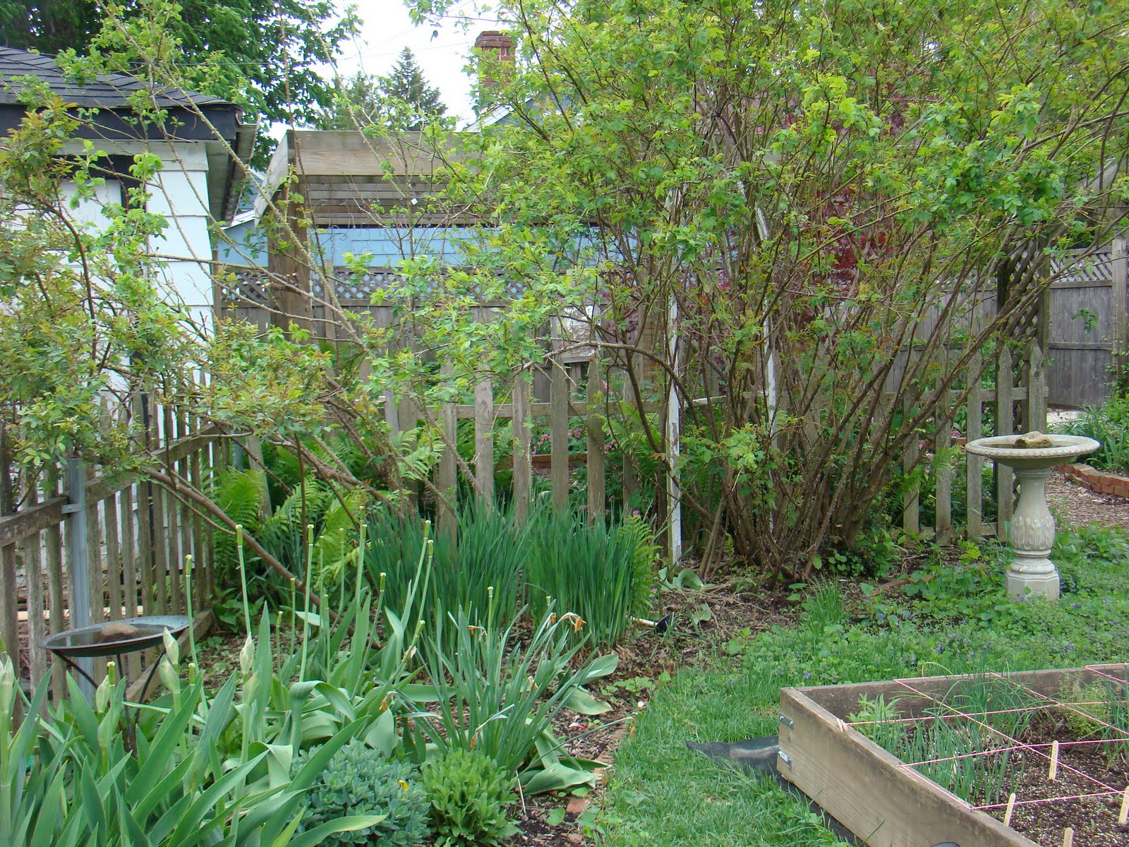 A Midwest Garden: Setting out plants in the square foot garden