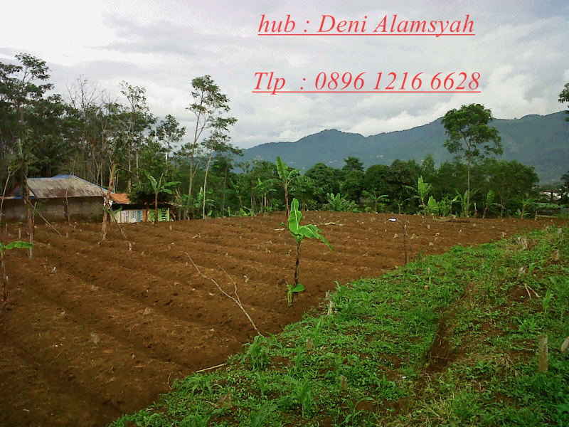 Tanah dan Kavlingan Murah Cisarua Puncak Bogor View
