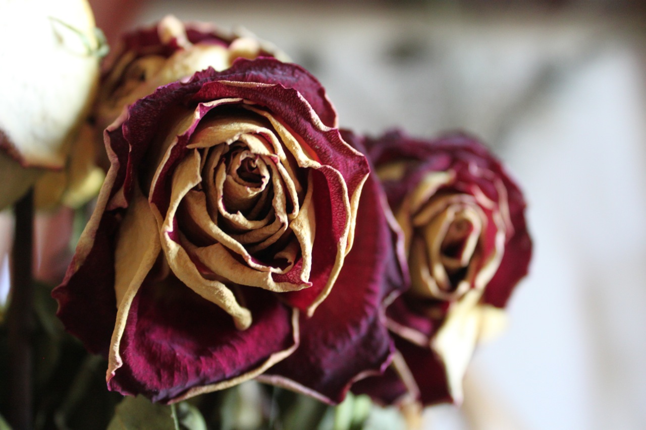  Work in Progress Wilted Roses