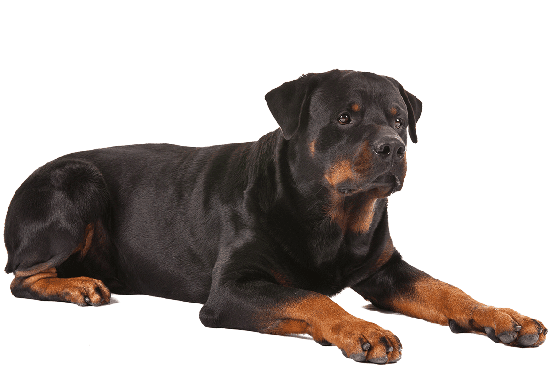 Sayang Gukguk Mei 2015