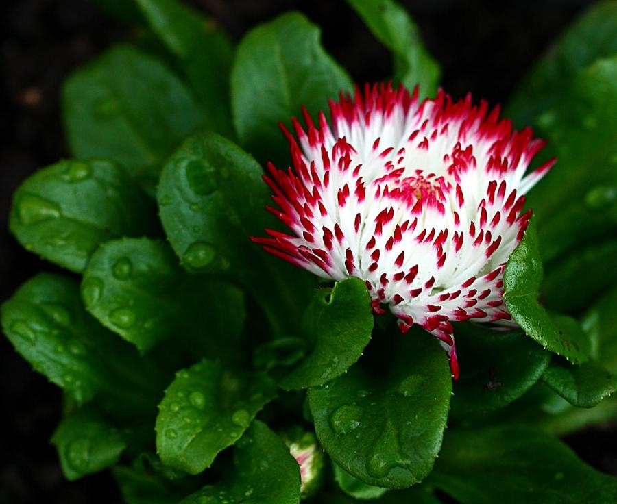 Gambar flora dan fauna Gambar flora dan fauna