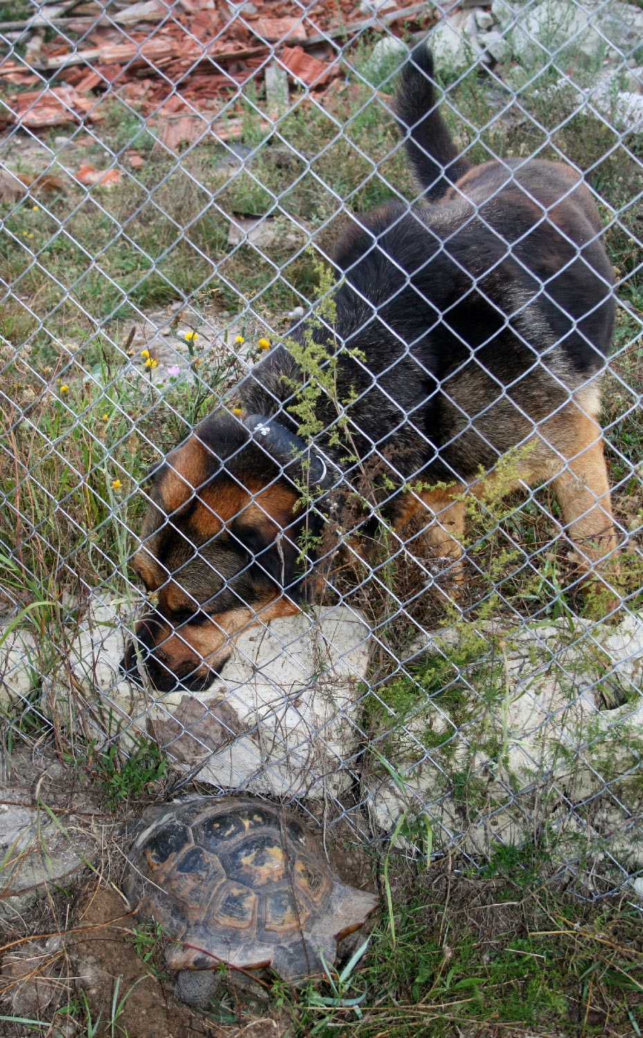 Rambo checking Zeus out Rambo checking Zeus out