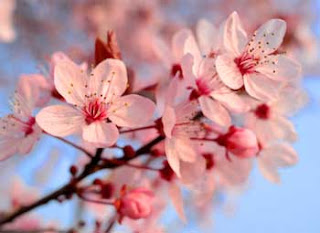 Las flores de cerezo tienenmucho significado en las tradiciones chinas ...