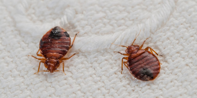 BED BUGS
