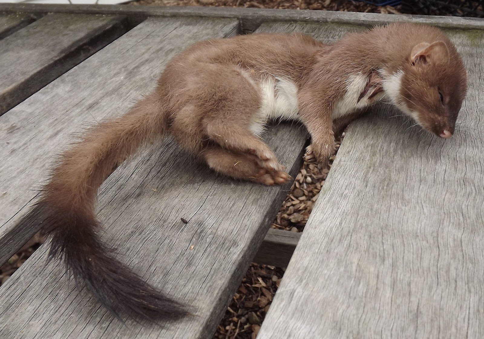 Perfect Baby Weasel Pictures for Your Project on Animal Picture Society