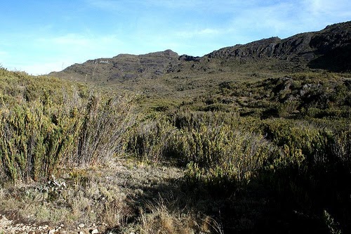 ECOSISTEMAS DE COSTA RICA PÁRAMO SUBALPINO