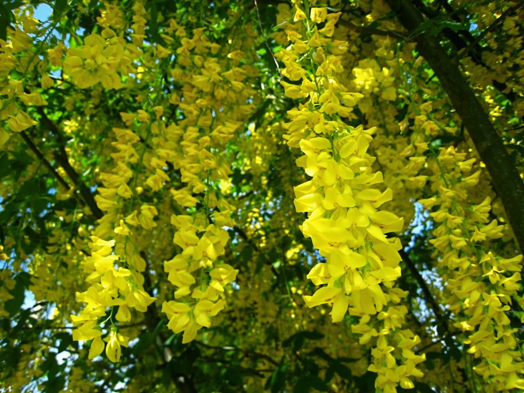 Fardelyn Hacky Saat Golden Chain Blossom Bunga Nasional Thailand