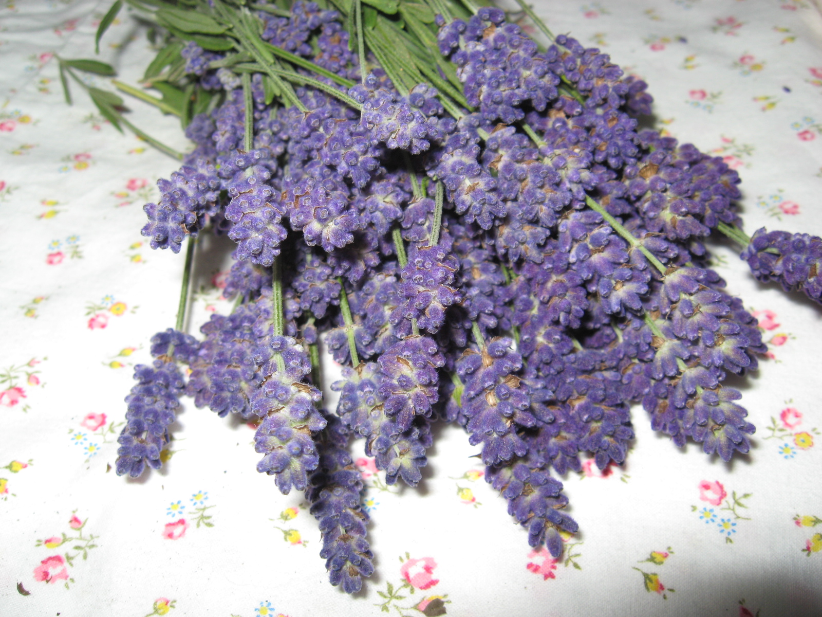 joy for grace Sweet Lavender