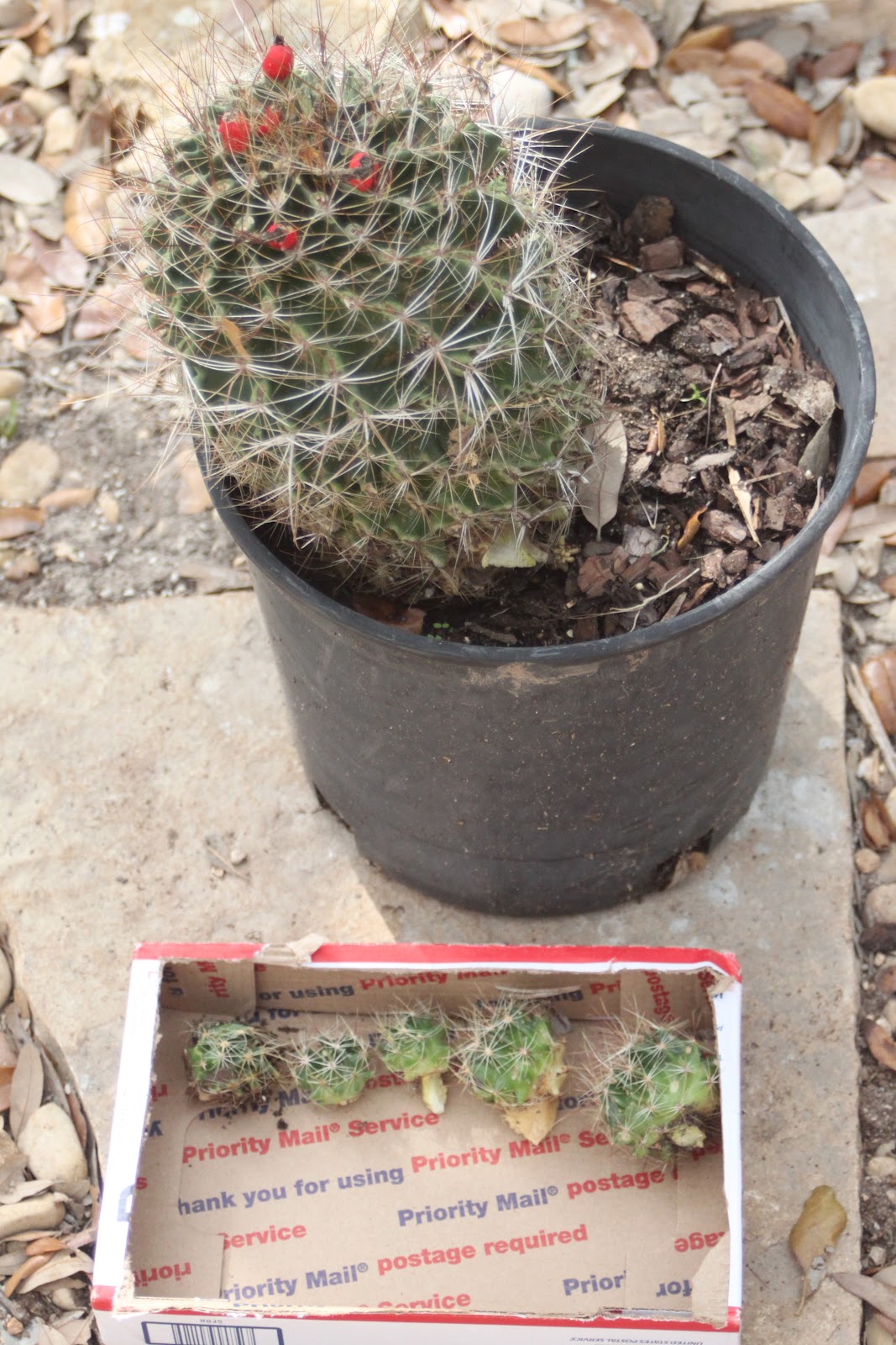 RockOakDeer Propagating Barrel Cactus Pups