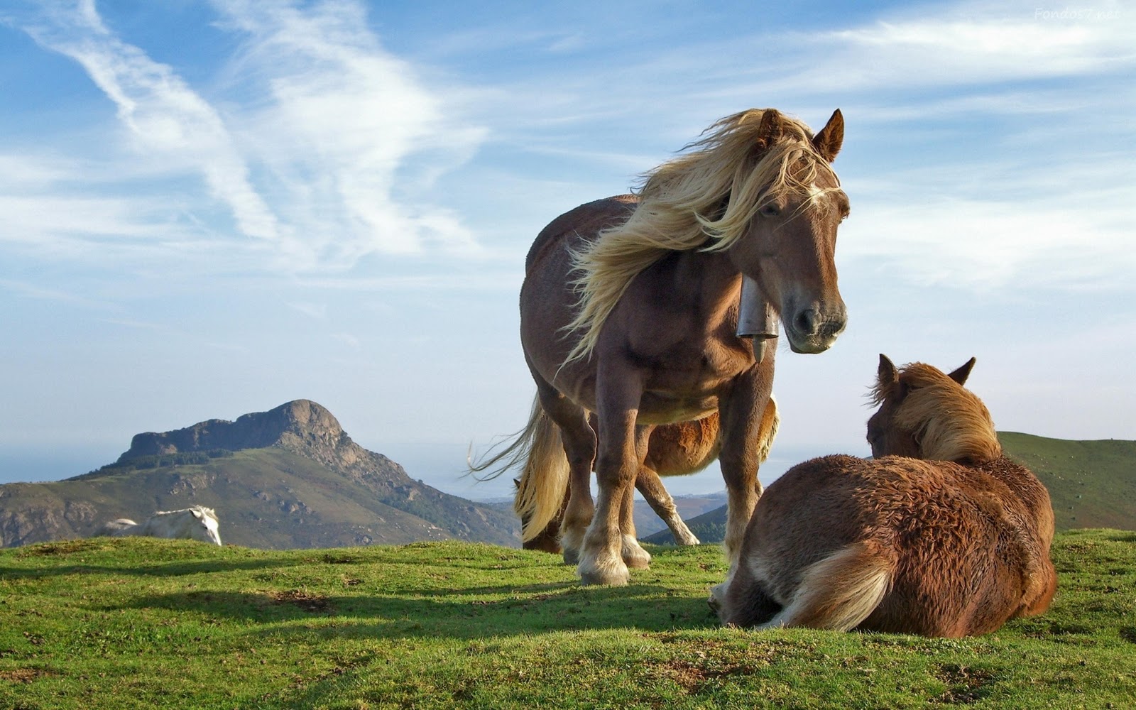 http://4.bp.blogspot.com/-AA0xDmm9bWs/TocQOG7zC3I/AAAAAAAADM8/DnJ_7vfNiuI/s1600/Caballos-Enanos-691.jpg