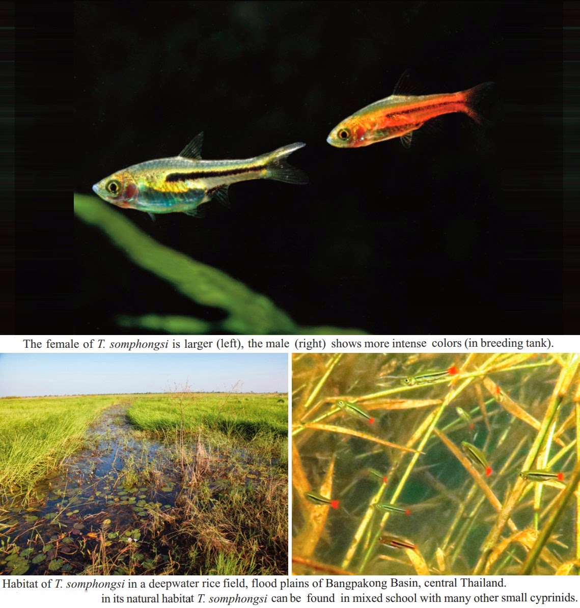 Species New to Science [Ichthyology • 2014] The First Record of