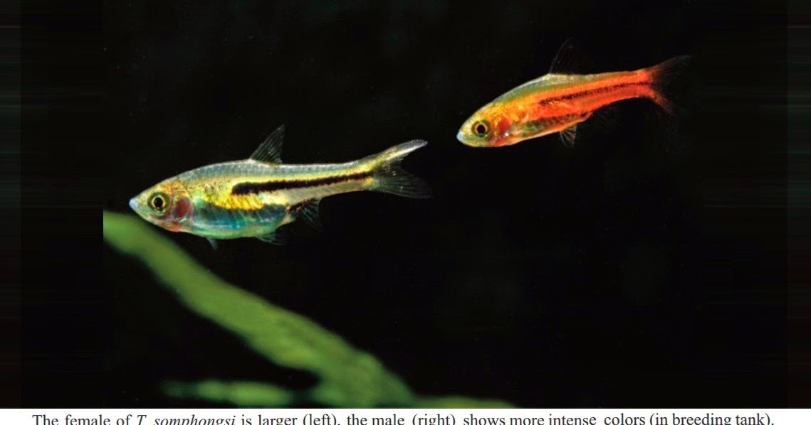 Species New to Science [Ichthyology • 2014] The First Record of