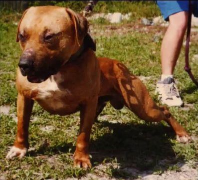 American Pitbull Game Dogs For Sale American Pitbull Game Dogs For Sale