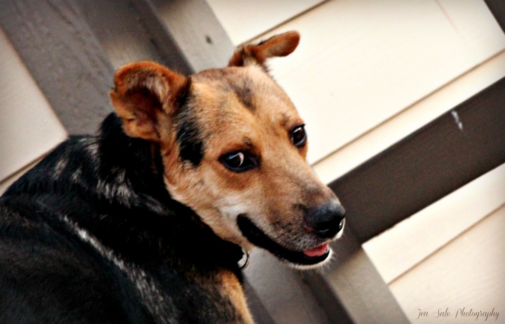 A View From A Brown Dog Dookie Pookie Pie