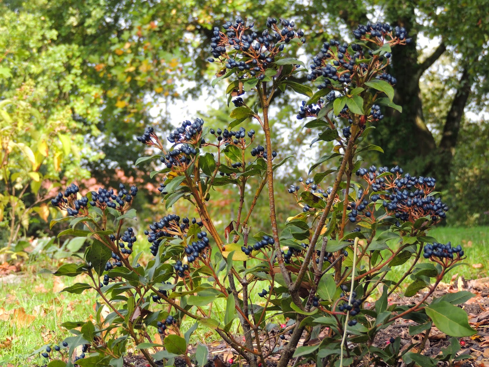 Au Gre Du Jardin Pas De Miracles Au Gre Du Jardin