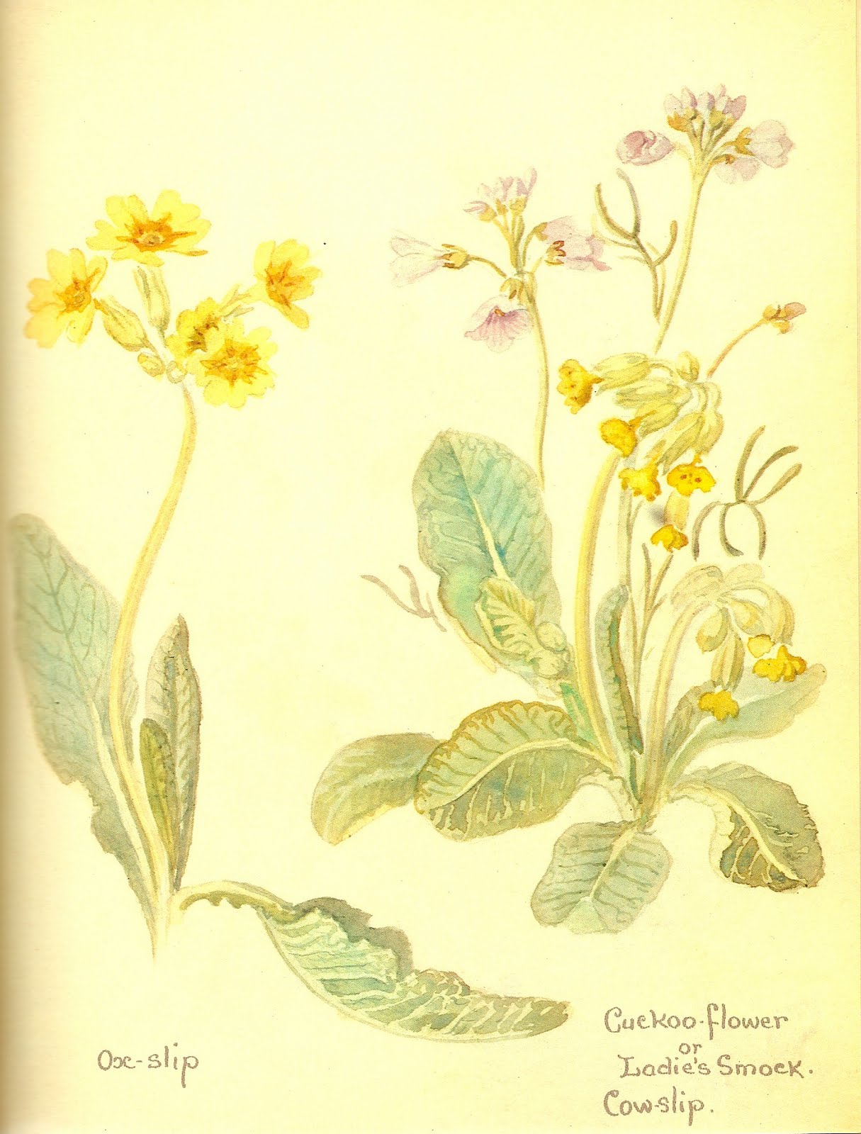 Nature Notes