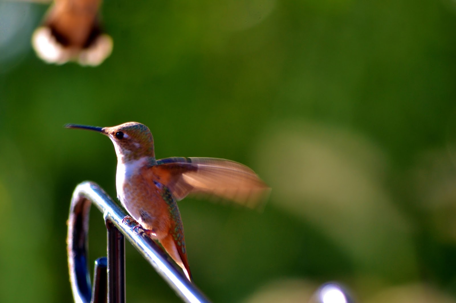 goodtimesrollin Dragonflies and Hummingbirds