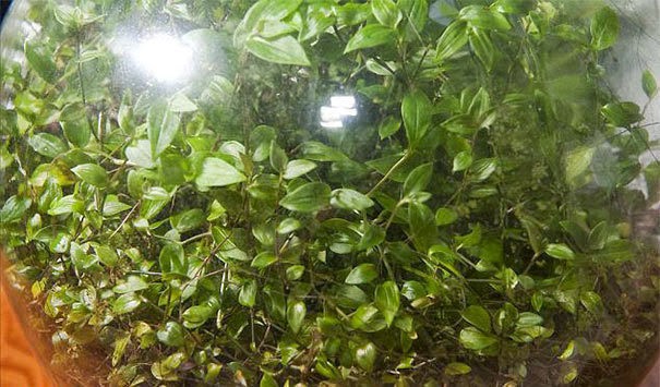 Amazingly, this terrarium has thrived without oxygen for most of David's life! - His Magical Bottle Garden Has Been Flourishing For 54 Years. You Can Make One Too. Amazingly, this terrarium has thrived without oxygen for most of David's life! - His Magical Bottle Garden Has Been Flourishing For 54 Years. You Can Make One Too.