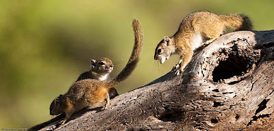 c4 images and safaris, photographic workshop, mashatu game reserve, christine lamberth