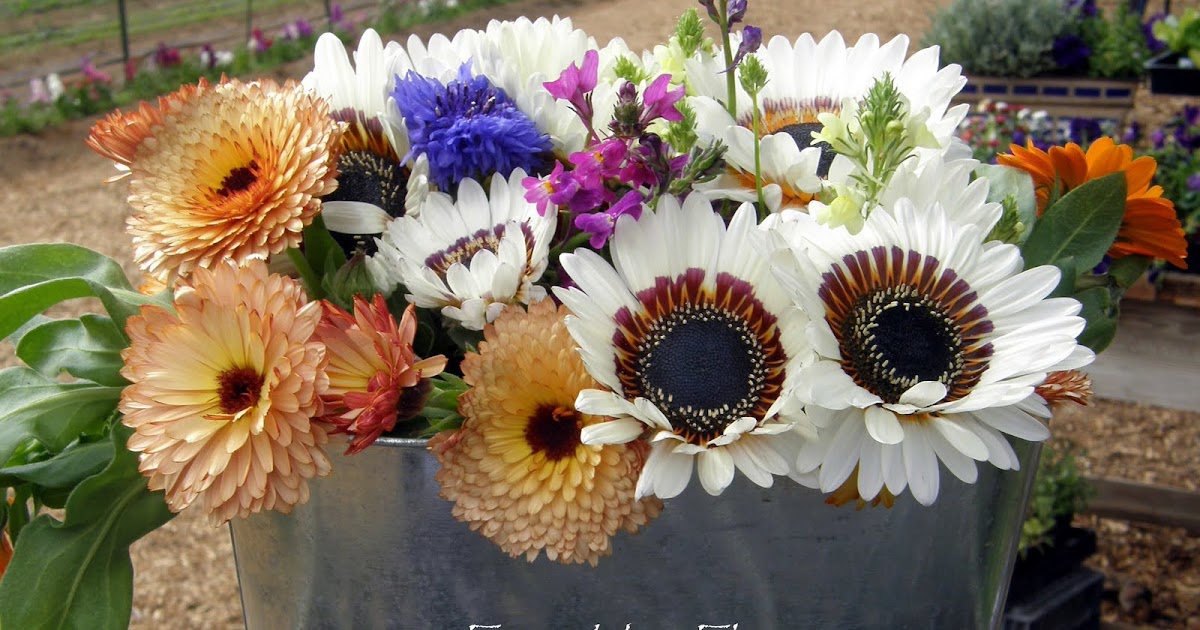 NATURE TRAIL Friendship Flowers