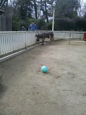 John and the donkey, ignoring the blue ball that has been rolled over to them