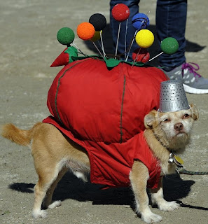Pakaian Anjing, Keren, Menarik