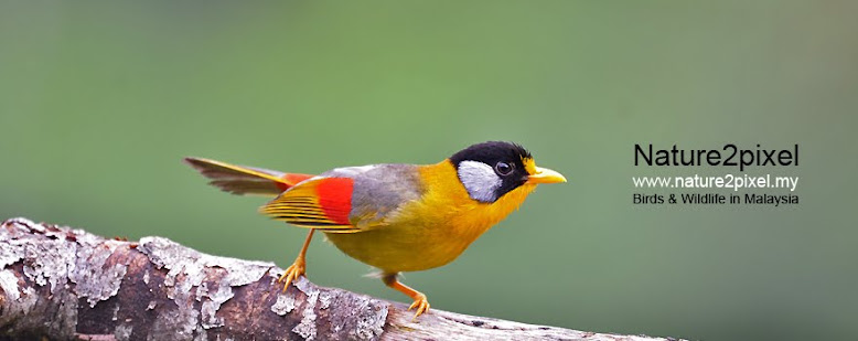 Nature2pixel - Birding in Malaysia