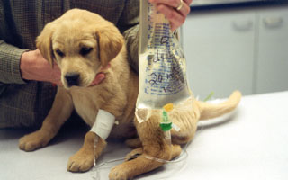 antibiotics for parvo puppies