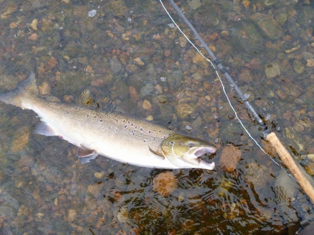 Dee & Don Salmon Fishing Couple Of Grilse From The River Dee Today