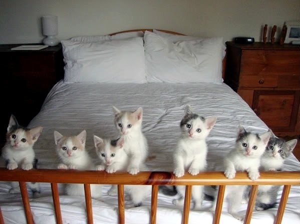 Baby Kitties in Crib! | Kittens Puppies and Cupcakes - Cute ...