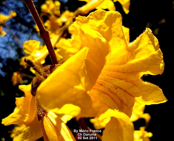Detalhe da flor do Ipê