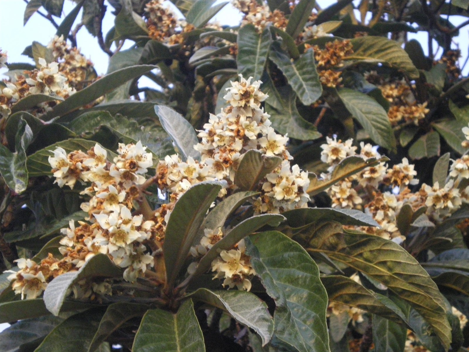 Vicki Bray The nispero tree.