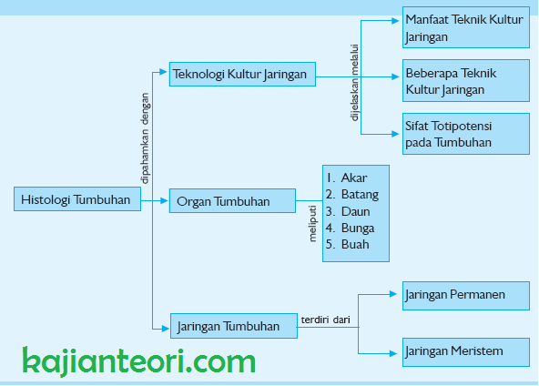 Macam Macam Jaringan Tumbuhan