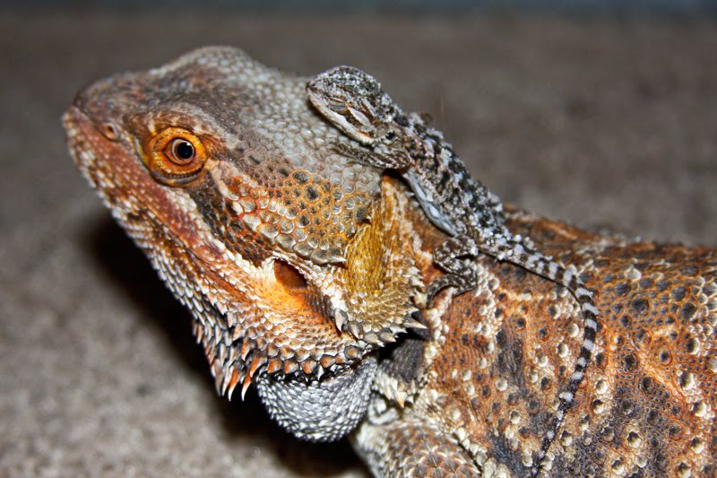 Wallpaper Collections: bearded dragon backgrounds