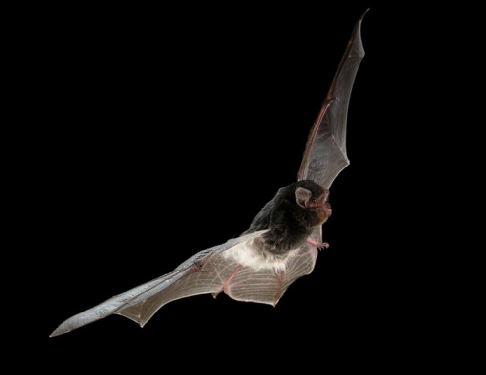 australasian bat society australasian bat society