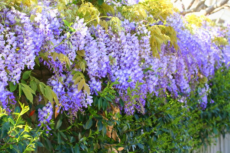 Lilyfield Life Coastal walking on Sydney's South Head