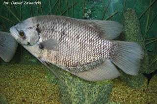 Kagaku Pesca Sejarah Ikan Gurami