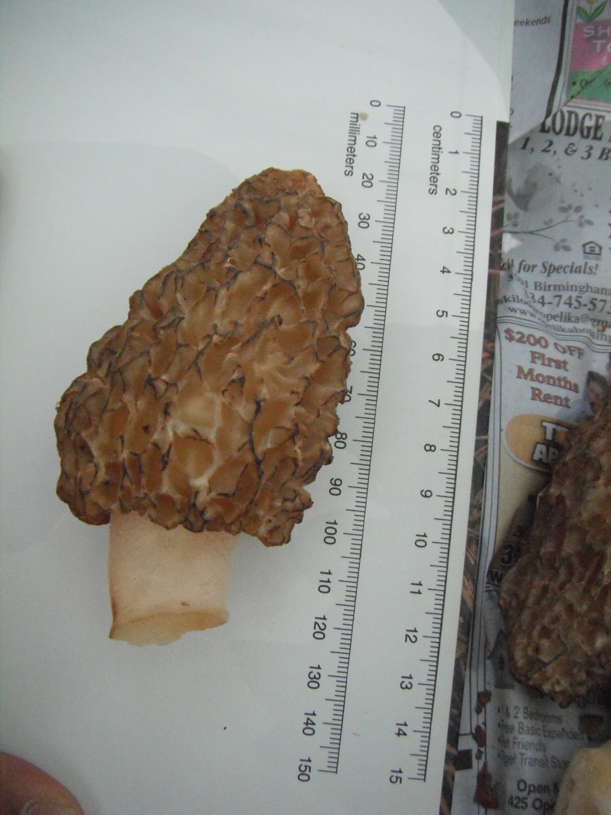 Beer, Banjos, Boats, and Biology Morels Do Exist Near Auburn Alabama!