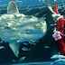 Santa Claus acuático da la bienvenida en Japón